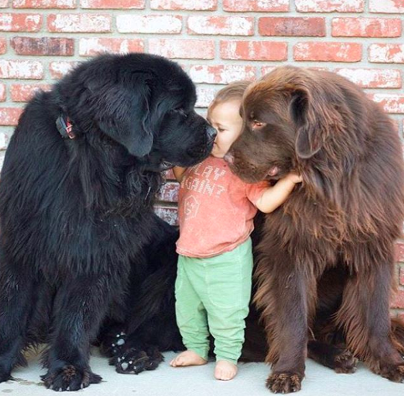 Domande e Risposte Cane e Cuccioli Terranova